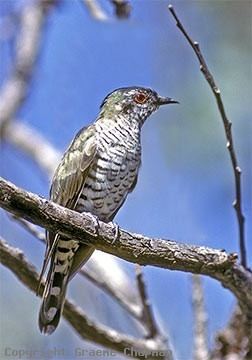 Little bronze cuckoo Little BronzeCuckoo Australian Birds photographs by Graeme Chapman