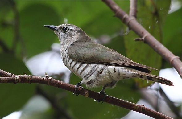 Little bronze cuckoo Little Bronze Cuckoo in Courtship Feeding Bird Ecology Study Group