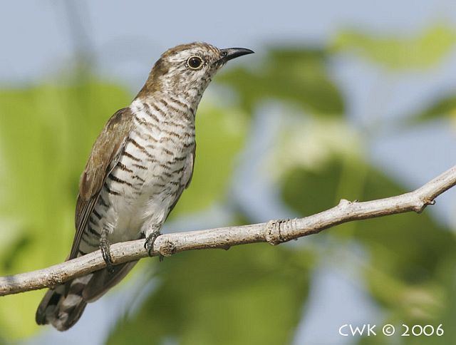 Little bronze cuckoo orientalbirdimagesorgimagesdatalittlebronzec