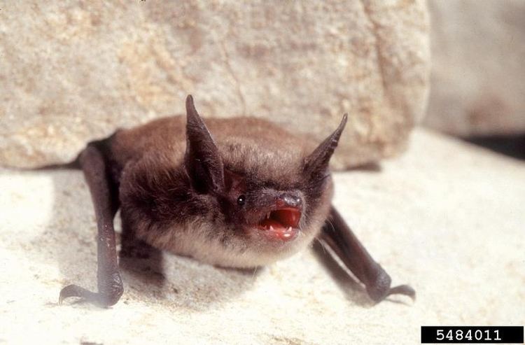 Little brown bat wwwnhptvorgwildimageslittlebrownbatforestryus