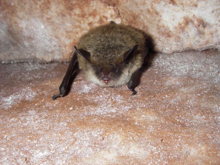 Little brown bat Hinterland Who39s Who Little Brown Bat
