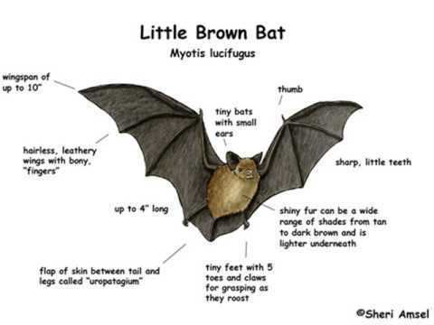 Little brown bat Little Brown Bat calls YouTube
