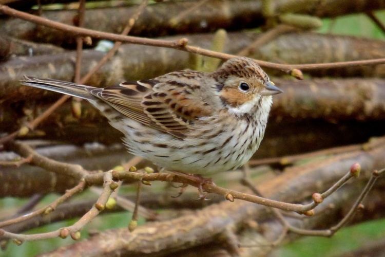Little bunting MEGALittle Bunting in Forest Farm Newport Wetlands Newport