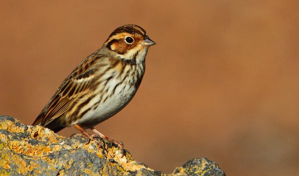 Little bunting THE LITTLE BUNTING AT TEGUISE GOLF FIRST FOR THE CANARY ISLANDS