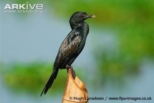 Little cormorant Little cormorant photo Phalacrocorax niger G113374 ARKive