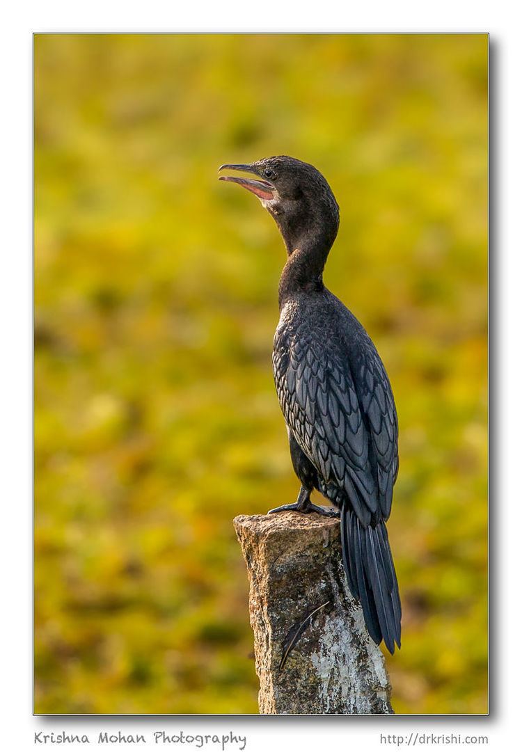 Little cormorant Little Cormorant Krishna Mohan Photography