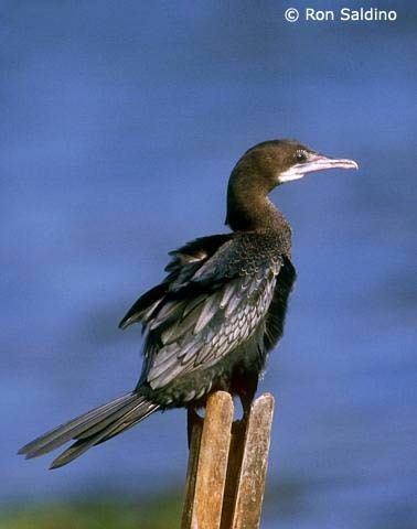 Little cormorant Oriental Bird Club Image Database Little Cormorant Microcarbo niger