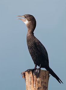 Little cormorant httpsuploadwikimediaorgwikipediacommonsthu