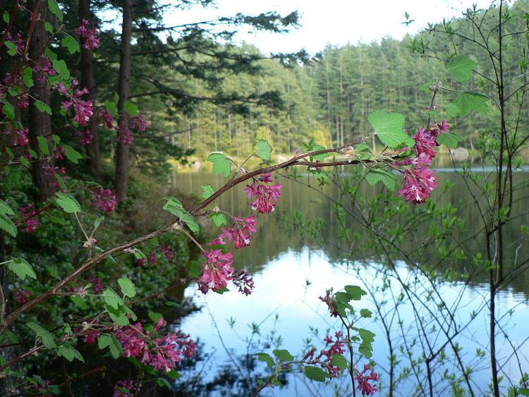 Little Cranberry Lake, Washington