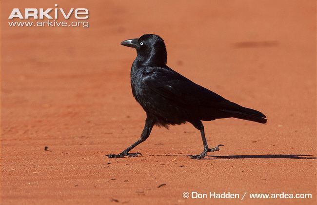 Little crow (bird) Little crow videos photos and facts Corvus bennetti ARKive
