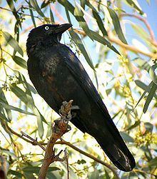 Little crow (bird) httpsuploadwikimediaorgwikipediacommonsthu