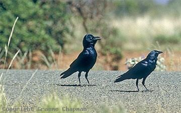 Little crow (bird) Little Crow Australian Birds photographs by Graeme Chapman
