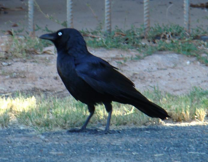 Little crow (bird) Little Crow Corvus bennetti