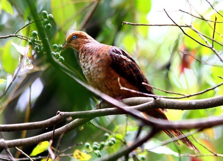 Little cuckoo-dove SOUTH EAST ASIA BIRDS Malaysia birds paradise Little Cuckoo Dove