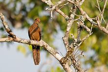Little cuckoo-dove httpsuploadwikimediaorgwikipediacommonsthu