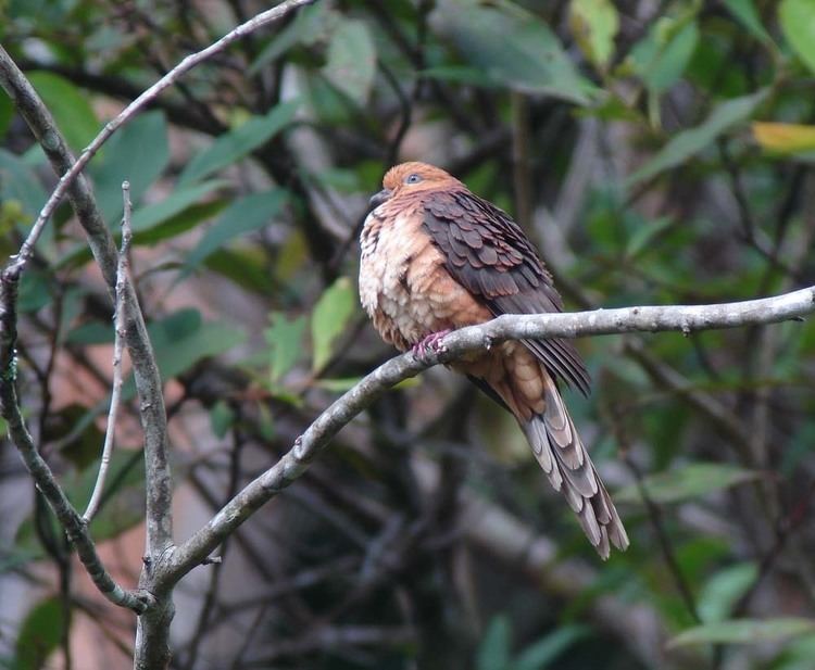 Little cuckoo-dove Little Cuckoo Dove Borneo Birds