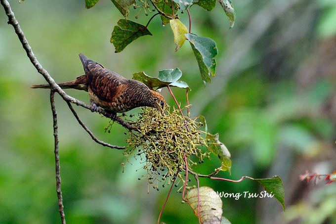 Little cuckoo-dove Macropygia ruficeps Little Cuckoo Dove photo Wong Tsu Shi photos