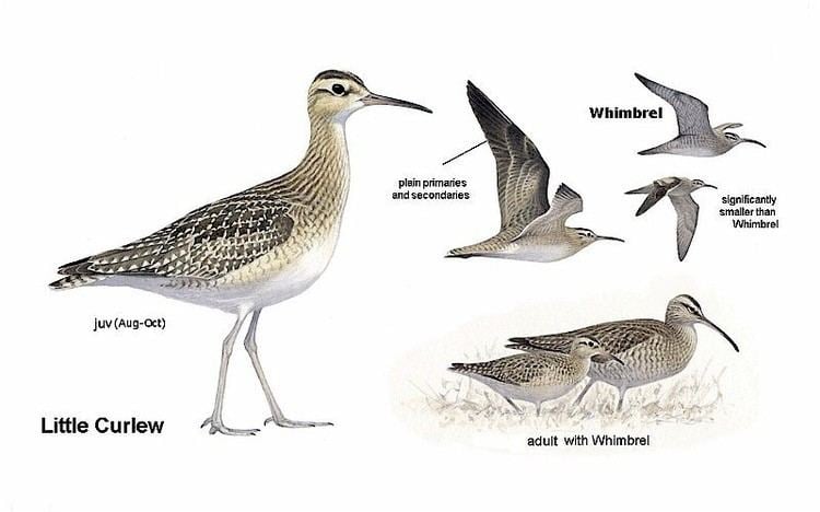 Little curlew Little Curlew