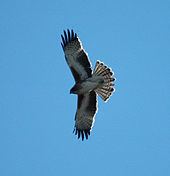 Little eagle httpsuploadwikimediaorgwikipediacommonsthu