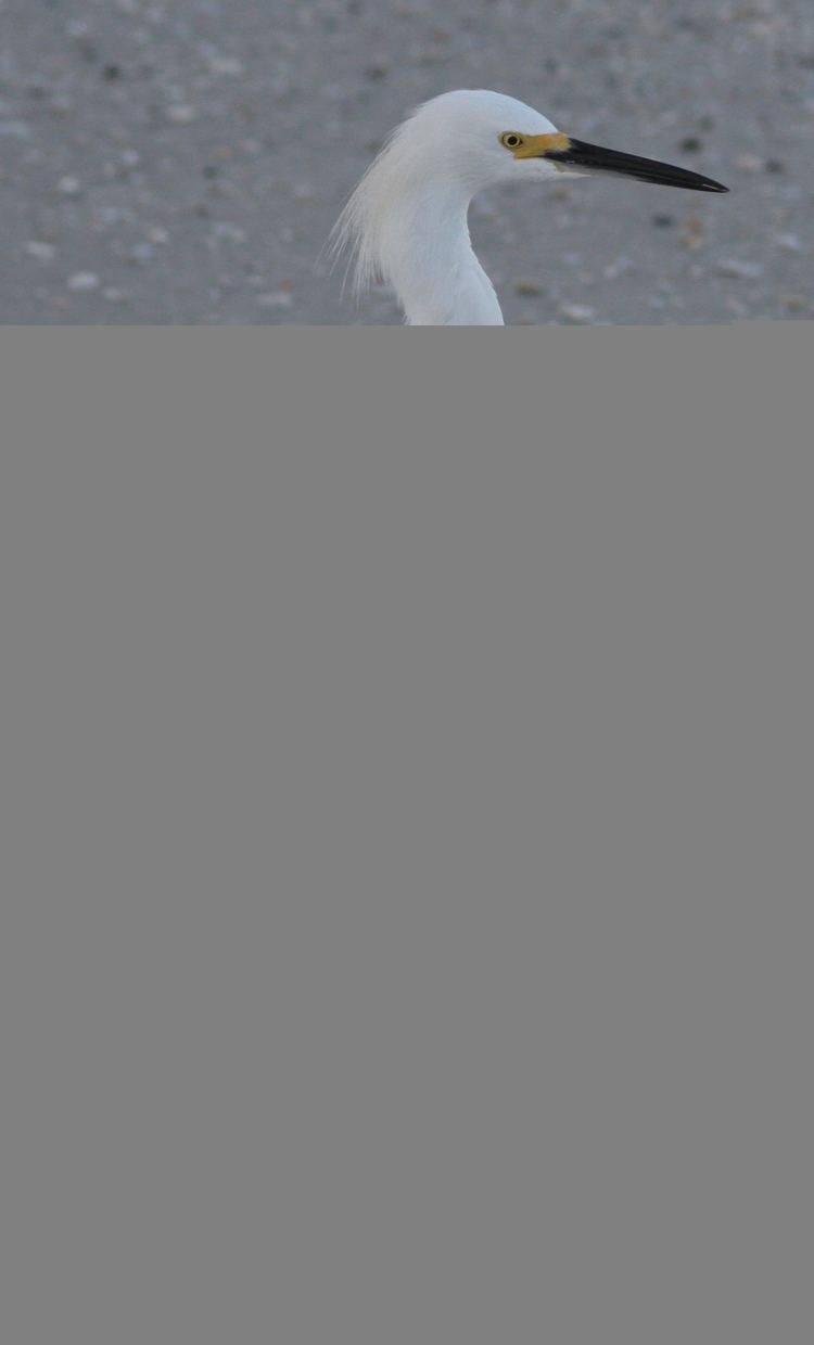 Little egret Little Egret in Rutland Identify this Wildlife The RSPB