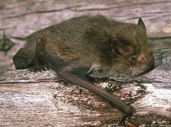Little forest bat Museum Victoria edonline Bioinformatics Victorian Mammal Database