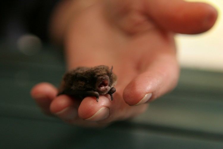 Little forest bat Toomuc Landcare Little Forest Bat Vespadelus vilturnus