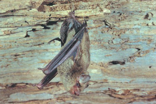 Little forest bat Little Forest Bat Australian Museum