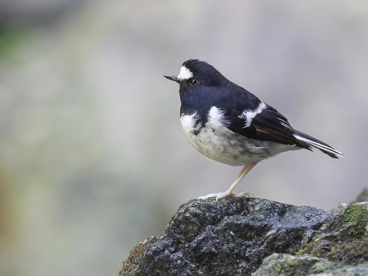 Little forktail Little Forktail Enicurus scouleri videos photos and sound