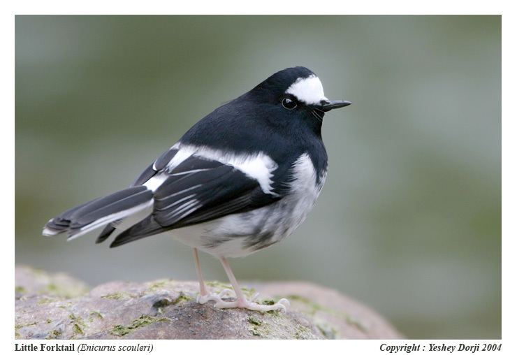 Little forktail Little Forktail Enicurus scouleri Muscicapidae Birds of India