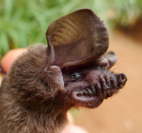 Little free-tailed bat httpsstaticinaturalistorgphotos665175mediu