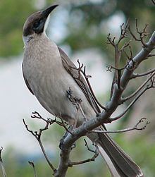 Little friarbird httpsuploadwikimediaorgwikipediacommonsthu