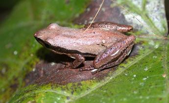 Little grass frog Species Profile Little Grass Frog Pseudacris ocularis SREL