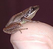 Little grass frog frogphotoshomemindspringcomphotoslittlegrass