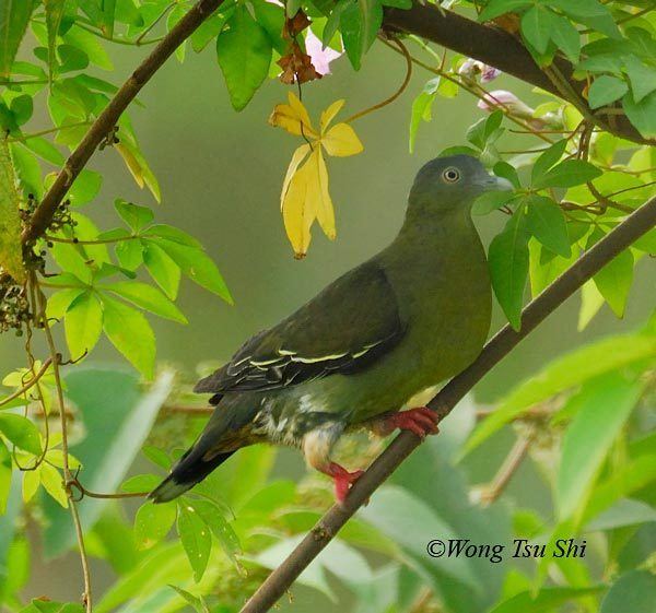 Little green pigeon Oriental Bird Club Image Database Little Green Pigeon Treron olax