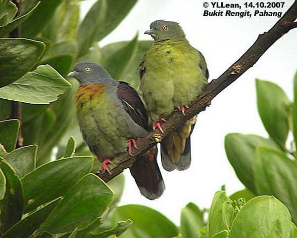 Little green pigeon orientalbirdimagesorgimagesdatalittlegreenpige