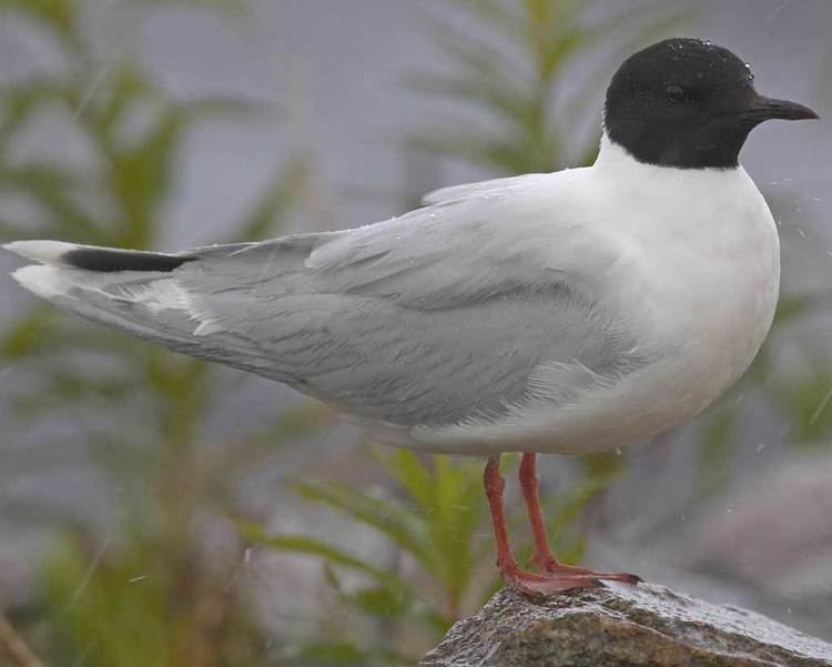 Image result for little gull breeding