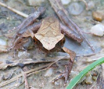 Little horned toad