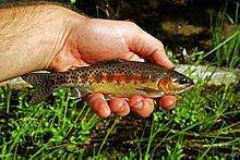 Little Kern golden trout httpsuploadwikimediaorgwikipediacommonsthu
