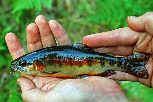 Little Kern golden trout Cowtamer7 most interesting photos on FlickeFlu