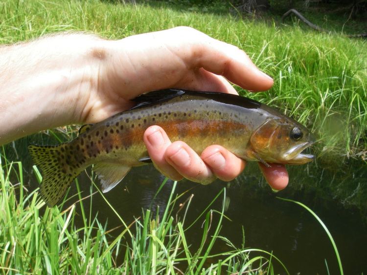 Little Kern golden trout Native Trout Fly Fishing Little Kern Golden Trout