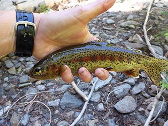 Little Kern golden trout Fishing for Little Kern Golden Trout native