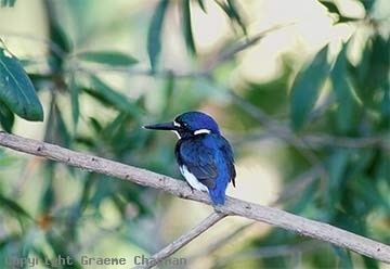 Little kingfisher Little Kingfisher Australian Birds photographs by Graeme Chapman