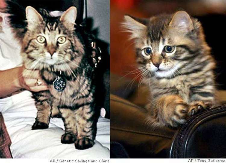 Little Nicky (cat) Cat has 10 lives thanks to 50000 cloning In a first Texas