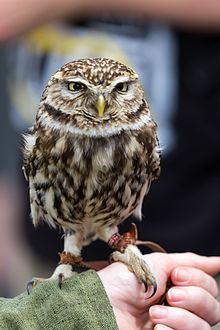 Little owl Little owl Wikipedia