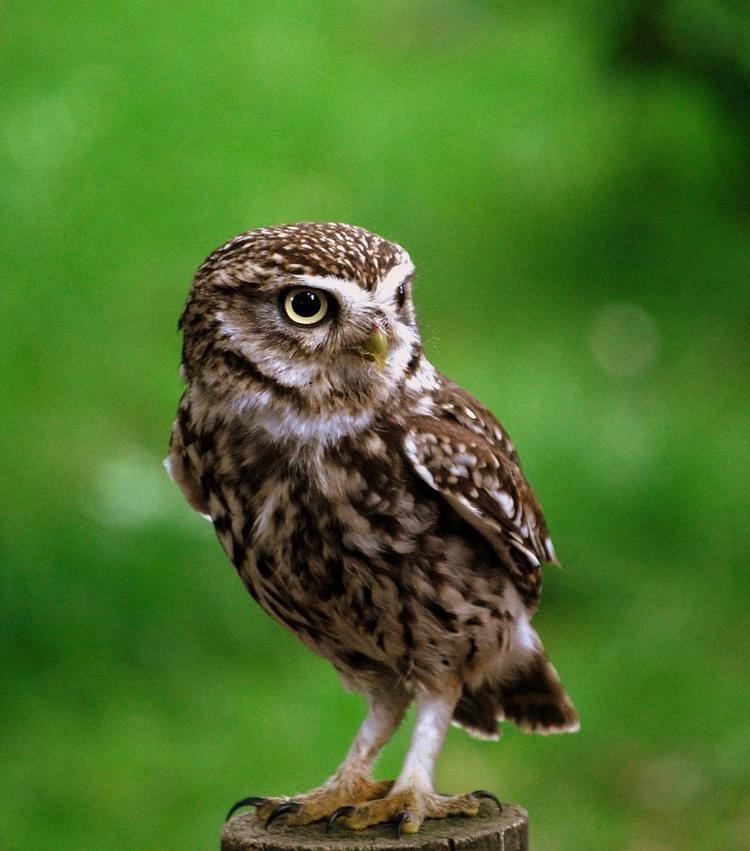 Little owl Little Owl by Paul Rollison Digital Photographer