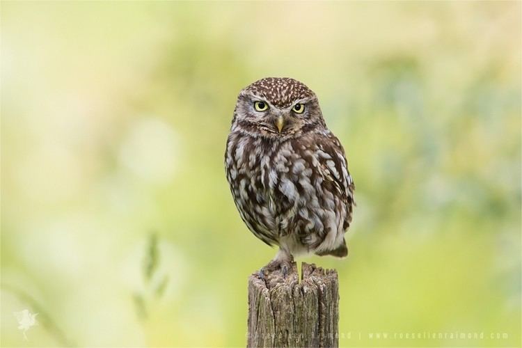 Little owl Little Owl Athene Noctua
