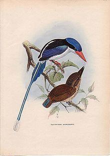 Little paradise kingfisher httpsuploadwikimediaorgwikipediacommonsthu