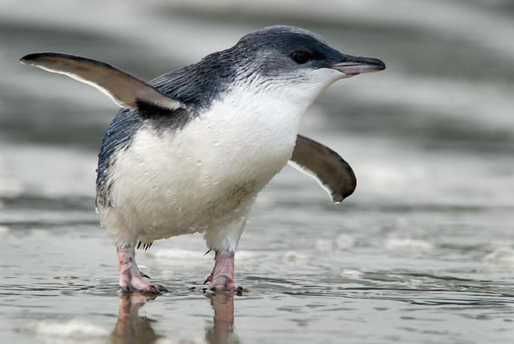Little penguin Little penguin New Zealand Birds Online