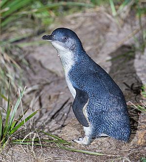 Little penguin Little penguin Wikipedia