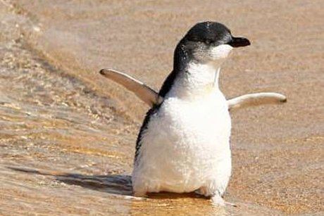 Little penguin Little penguin
